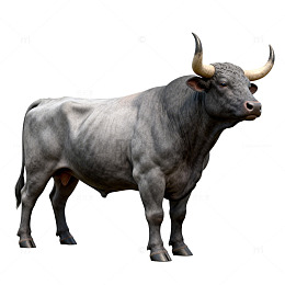 灰色公牛写实插画