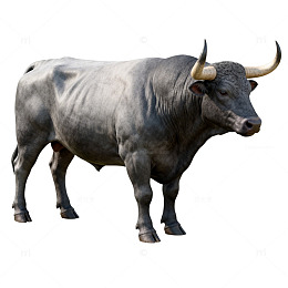 灰色公牛写实动物插画