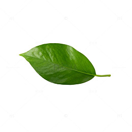 绿叶特写矢量素材