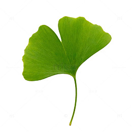 银杏叶特写素材