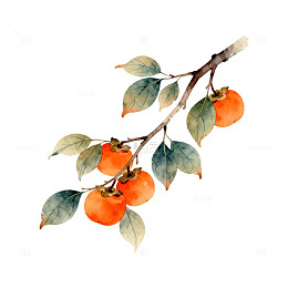 水彩柿子枝叶插画
