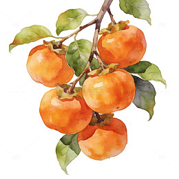 水彩柿子树枝叶插画