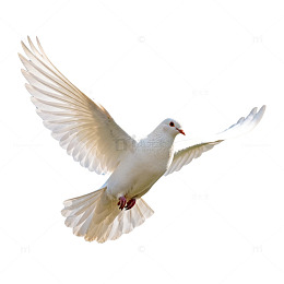白鸽飞翔