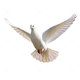 白鸽飞翔