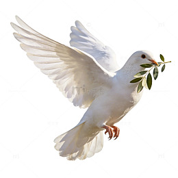 和平鸽橄榄枝插画