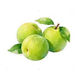 水彩青梅水果插画素材