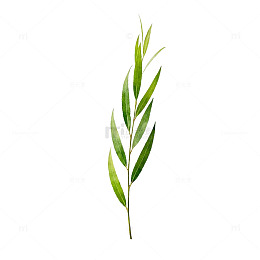 手绘绿叶植物插画