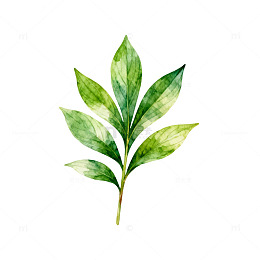 水彩绿叶植物插画