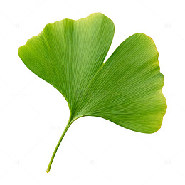 银杏叶特写透明背景素材