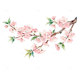 水彩樱花盛开图