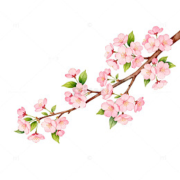 樱花盛开春天插画素材