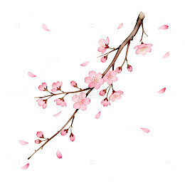 樱花插画手绘素材