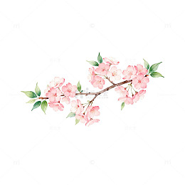 水彩樱花枝装饰画素材