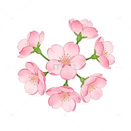 粉色樱花插画设计元素