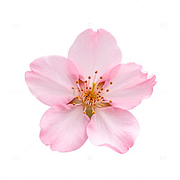 粉色樱花特写清新图片