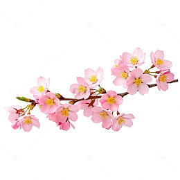 樱花盛开春天插画素材