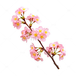 樱花盛开春天美景片