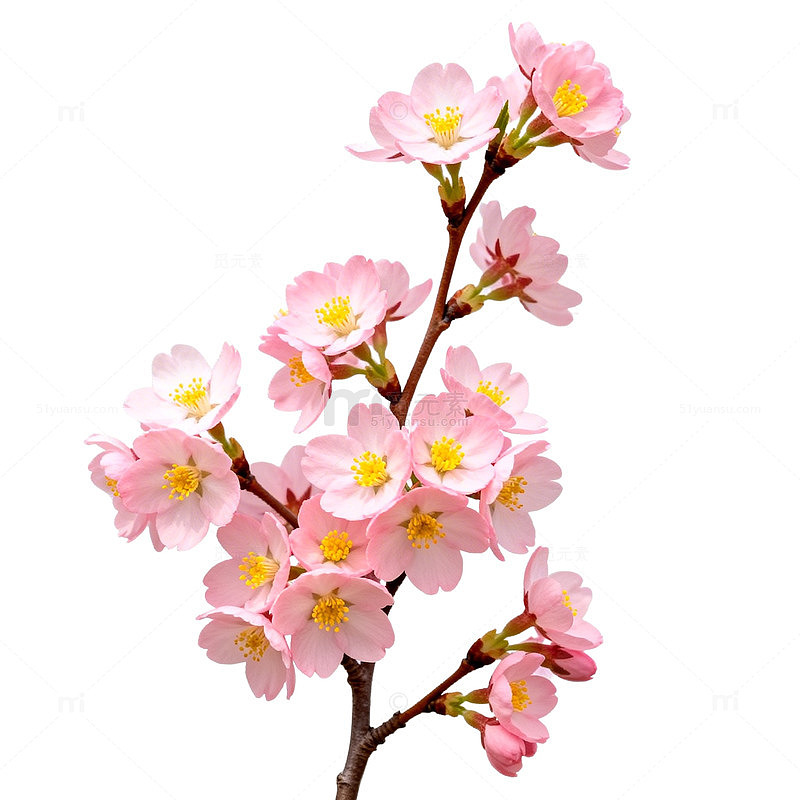 樱花盛开春天花卉图片