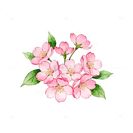 水彩风格粉色花卉插画素材
