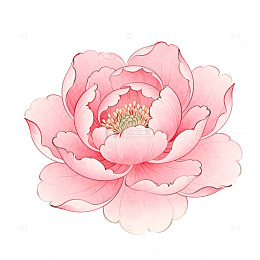 水彩荷花绽放艺术插画