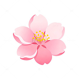 粉色樱花矢量图案插画