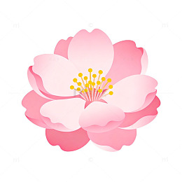 粉色樱花矢量插画