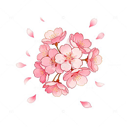樱花盛开插画设计素材