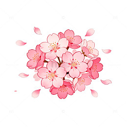 樱花盛开插画图片