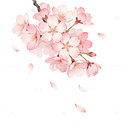 水彩樱花插画设计素材