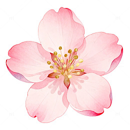 水彩风格樱花特写图案设计素材