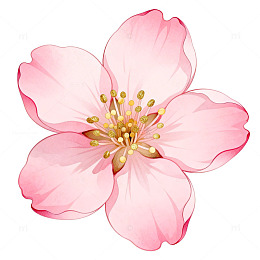 粉色樱花手绘插画