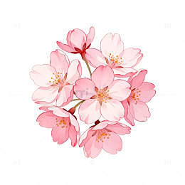 粉色樱花插画装饰素材
