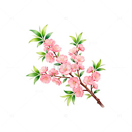 水彩桃花插画