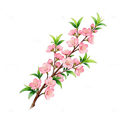 水彩花卉插画桃花枝