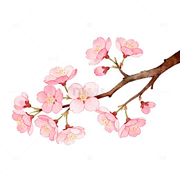 樱花盛开水彩画素材