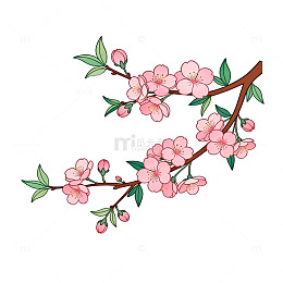 樱花枝条插画设计素材