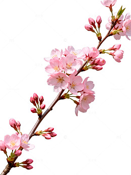 春天樱花盛开插画素材