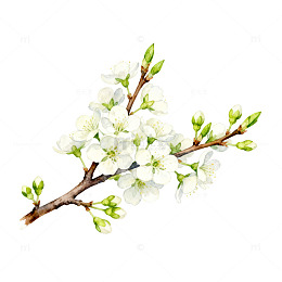水彩风格春季花卉插画
