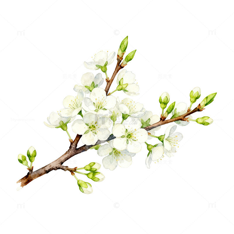 水彩风格春季花卉插画