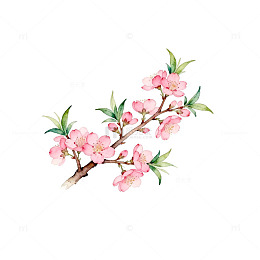 水彩桃花盛开