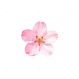 水彩粉色樱花特写插画