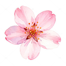 水彩风格樱花特写插画素材