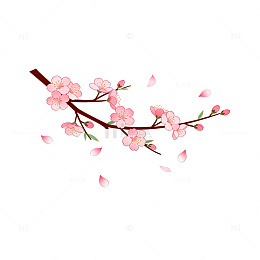 樱花插画春天浪漫元素