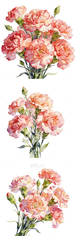 清新手绘风格的康乃馨花束水彩插画