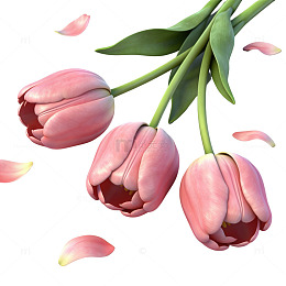 粉色郁金香花朵插画