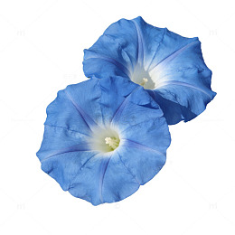 蓝色牵牛花特写摄影素材