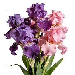 鸢尾花粉色紫色花卉摄影