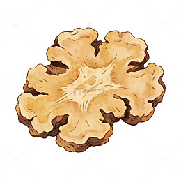 手绘药材中药川芎片插画设计素材