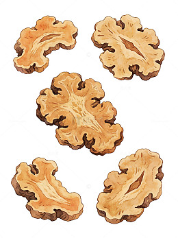 水彩药材中药川芎片手绘食品插画素材