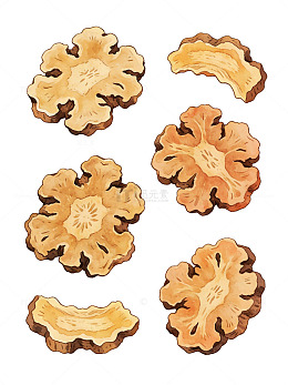 水彩药材中药川芎片插画设计素材